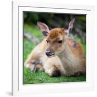 Sika Deer (Lat. Cervus Nippon) Doe-l i g h t p o e t-Framed Photographic Print