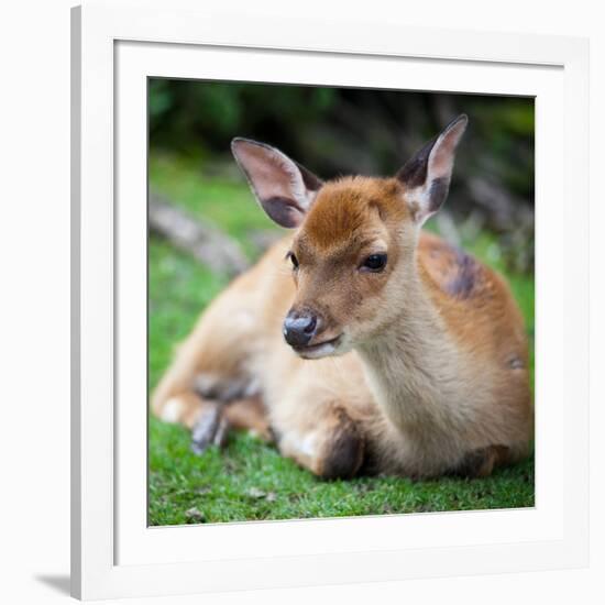 Sika Deer (Lat. Cervus Nippon) Doe-l i g h t p o e t-Framed Photographic Print