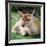 Sika Deer (Lat. Cervus Nippon) Doe-l i g h t p o e t-Framed Photographic Print