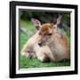 Sika Deer (Lat. Cervus Nippon) Doe-l i g h t p o e t-Framed Photographic Print