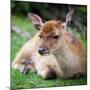 Sika Deer (Lat. Cervus Nippon) Doe-l i g h t p o e t-Mounted Photographic Print