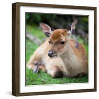 Sika Deer (Lat. Cervus Nippon) Doe-l i g h t p o e t-Framed Photographic Print