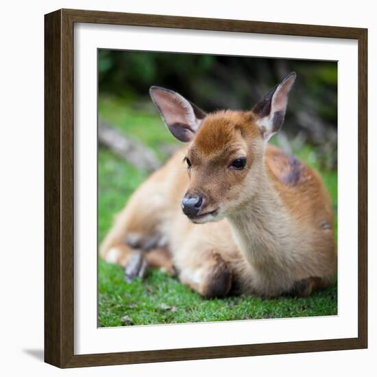 Sika Deer (Lat. Cervus Nippon) Doe-l i g h t p o e t-Framed Photographic Print