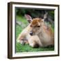 Sika Deer (Lat. Cervus Nippon) Doe-l i g h t p o e t-Framed Photographic Print