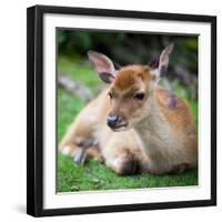 Sika Deer (Lat. Cervus Nippon) Doe-l i g h t p o e t-Framed Photographic Print