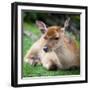 Sika Deer (Lat. Cervus Nippon) Doe-l i g h t p o e t-Framed Photographic Print