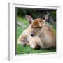 Sika Deer (Lat. Cervus Nippon) Doe-l i g h t p o e t-Framed Photographic Print