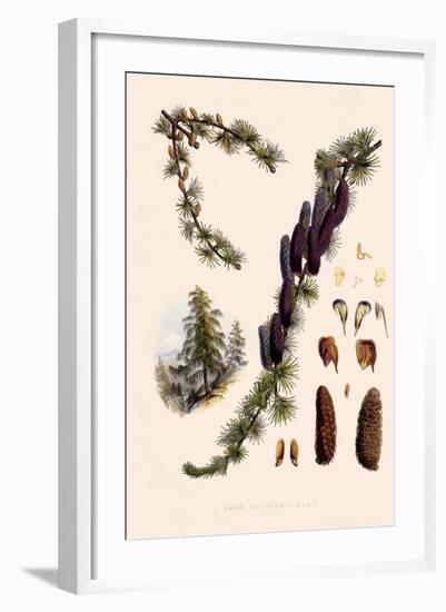 Sikkim Larch-John Nugent Fitch-Framed Giclee Print