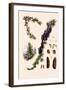 Sikkim Larch-John Nugent Fitch-Framed Giclee Print