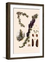 Sikkim Larch-John Nugent Fitch-Framed Giclee Print