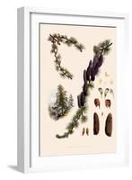 Sikkim Larch-John Nugent Fitch-Framed Giclee Print