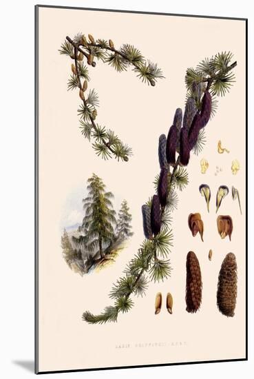 Sikkim Larch-John Nugent Fitch-Mounted Giclee Print