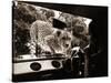 Sikuku the Cheetah Peers into a Car at Woburn Wild Animal Kingdom Bedfordshire, July 1970-null-Stretched Canvas