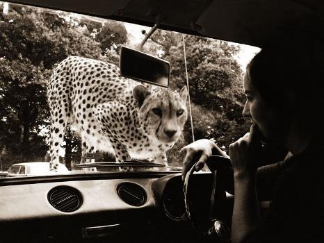 'Sikuku the Cheetah Peers into a Car at Woburn Wild Animal Kingdom  Bedfordshire, July 1970' Photographic Print 