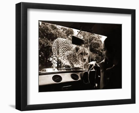 Sikuku the Cheetah Peers into a Car at Woburn Wild Animal Kingdom Bedfordshire, July 1970-null-Framed Photographic Print