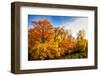Silence in the Wood-Philippe Sainte-Laudy-Framed Photographic Print