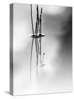Silence-Ursula Abresch-Stretched Canvas