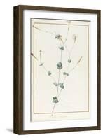 Silene Chloraefolia, 1810-Pierre Joseph Redoute-Framed Giclee Print