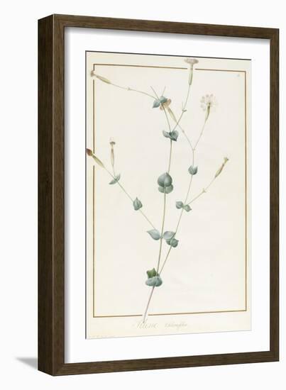 Silene Chloraefolia, 1810-Pierre Joseph Redoute-Framed Giclee Print