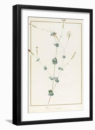 Silene Chloraefolia, 1810-Pierre Joseph Redoute-Framed Giclee Print