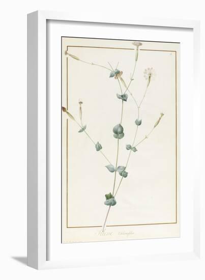 Silene Chloraefolia, 1810-Pierre Joseph Redoute-Framed Giclee Print