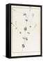 Silene Chloraefolia, 1810-Pierre Joseph Redoute-Framed Stretched Canvas