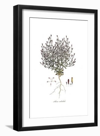 Silene sedoides, Flora Graeca-Ferdinand Bauer-Framed Giclee Print