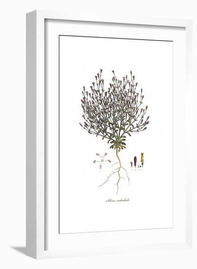 Silene sedoides, Flora Graeca-Ferdinand Bauer-Framed Giclee Print