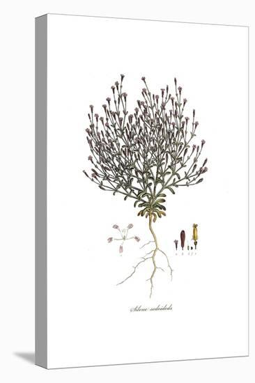 Silene sedoides, Flora Graeca-Ferdinand Bauer-Stretched Canvas