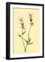 Silene Vulgaris-null-Framed Art Print