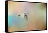 Silent Beauty-Jai Johnson-Framed Stretched Canvas