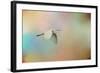 Silent Beauty-Jai Johnson-Framed Giclee Print