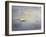 Silent Flight Great White Egret-Jai Johnson-Framed Premium Giclee Print