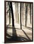 Silent Forest-Andrew Geiger-Framed Art Print