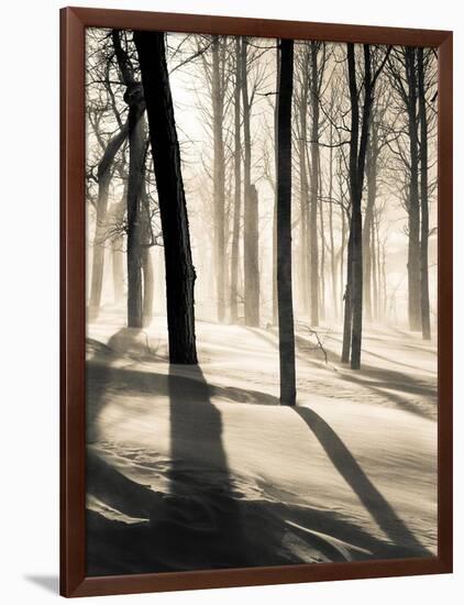 Silent Forest-Andrew Geiger-Framed Art Print