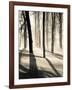 Silent Forest-Andrew Geiger-Framed Art Print