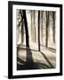 Silent Forest-Andrew Geiger-Framed Art Print