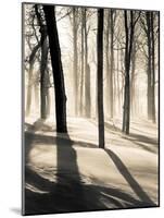 Silent Forest-Andrew Geiger-Mounted Art Print
