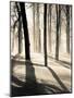 Silent Forest-Andrew Geiger-Mounted Art Print