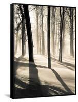 Silent Forest-Andrew Geiger-Framed Stretched Canvas