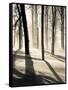 Silent Forest-Andrew Geiger-Framed Stretched Canvas