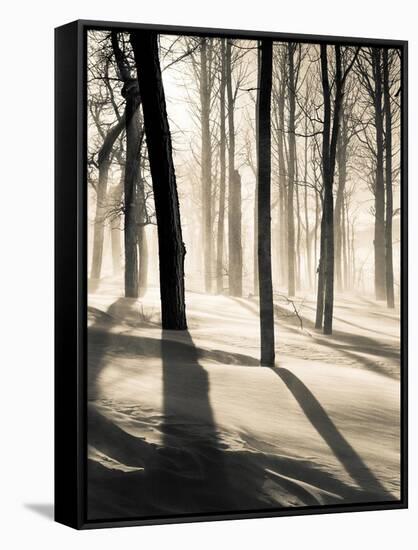 Silent Forest-Andrew Geiger-Framed Stretched Canvas