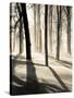 Silent Forest-Andrew Geiger-Stretched Canvas