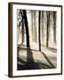 Silent Forest-Andrew Geiger-Framed Art Print