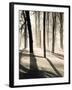 Silent Forest-Andrew Geiger-Framed Art Print