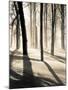Silent Forest-Andrew Geiger-Mounted Art Print