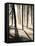 Silent Forest-Andrew Geiger-Framed Stretched Canvas