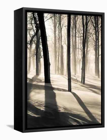 Silent Forest-Andrew Geiger-Framed Stretched Canvas