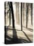 Silent Forest-Andrew Geiger-Stretched Canvas