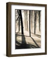 Silent Forest-Andrew Geiger-Framed Art Print